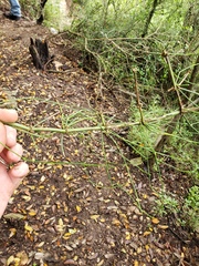 Ephedra pedunculata