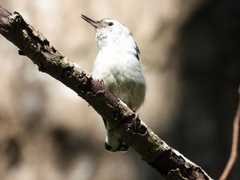 Sitta carolinensis aculeata