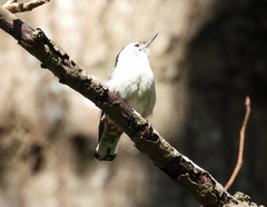 Sitta carolinensis aculeata