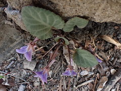 Viola tenuicornis