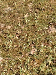 Sedum pusillum