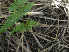 Hypolepis rufobarbata