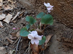 Viola pekinensis