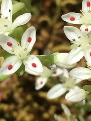 Sedum pusillum