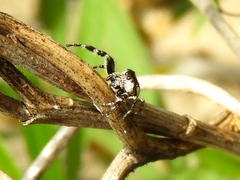 Dendryphantes zygoballoides