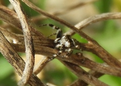 Dendryphantes zygoballoides