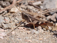 Xenocatantops brachycerus