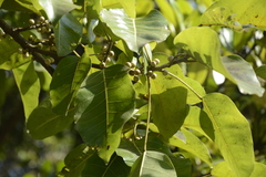 Ficus superba