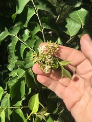 Micromelum minutum