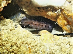 Aulohalaelurus labiosus