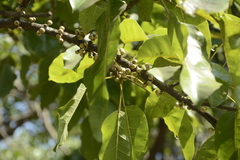 Ficus superba