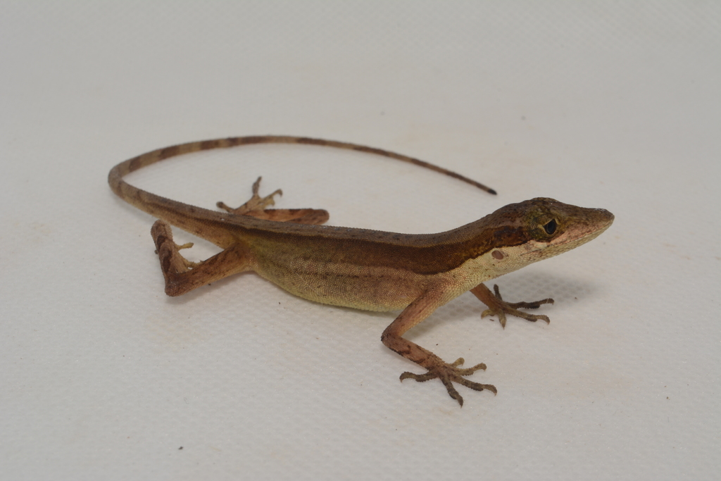 Two-Marked Anole