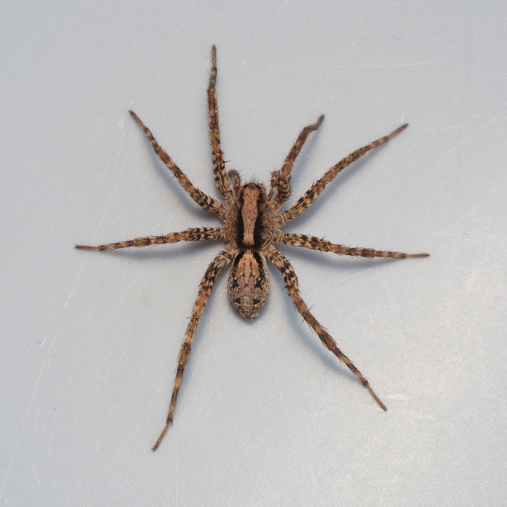 Schizocosa rovneri