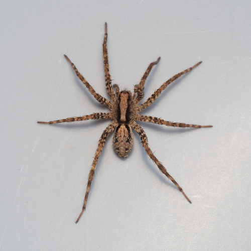 Schizocosa rovneri