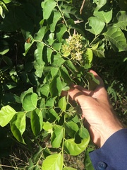 Micromelum minutum