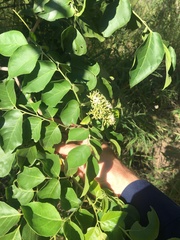 Micromelum minutum