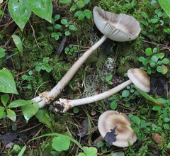 Amanita umbrinolutea