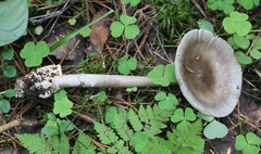 Amanita umbrinolutea