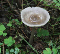 Amanita umbrinolutea