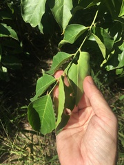 Micromelum minutum