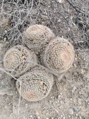 Mammillaria grusonii