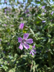 Malva sylvestris