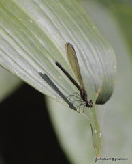 Heliocypha bisignata