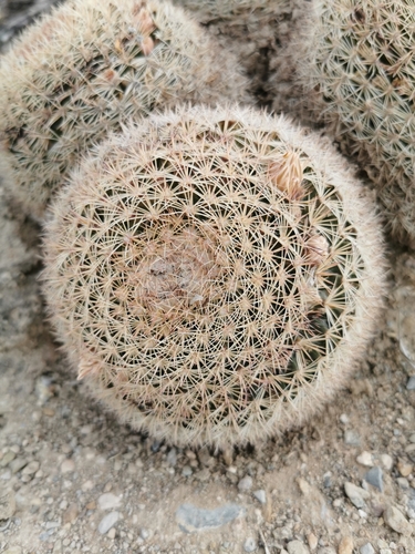 Mammillaria grusonii