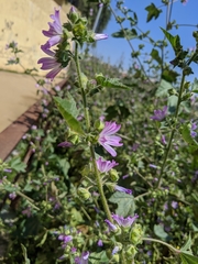 Malva sylvestris