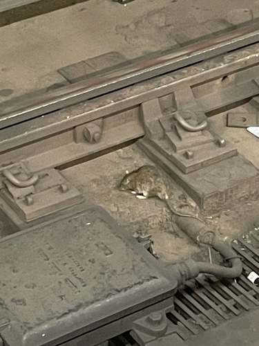 Rat photographed near here on 2026-05-12