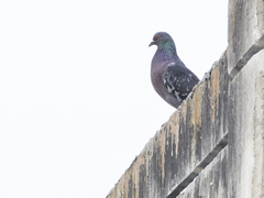 Columba livia domestica