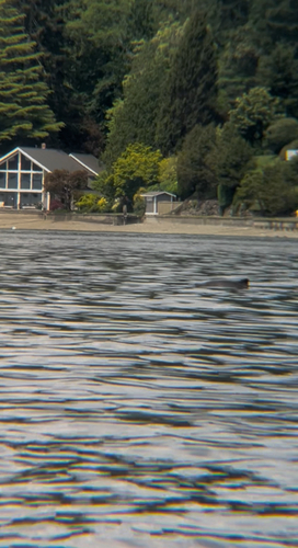 Harbor Porpoise observed by bogsnail
