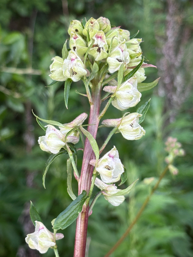 iNaturalist observation photo of California larkspur