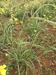 Enneapogon cenchroides