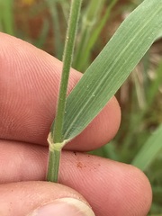 Enneapogon cenchroides