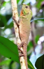 Lyriocephalus scutatus