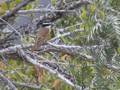 Pitangus sulphuratus