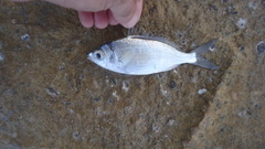 Eucinostomus