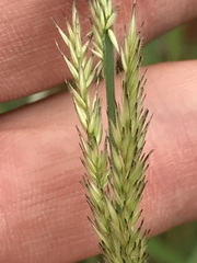 Enneapogon cenchroides