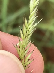 Enneapogon cenchroides