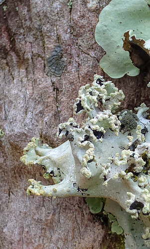 Parmotrema observed 2026-04-29