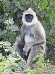 Semnopithecus priam thersites