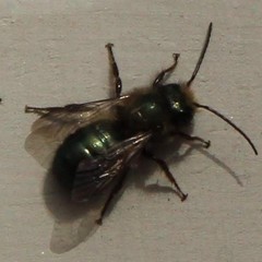 Osmia lignaria lignaria