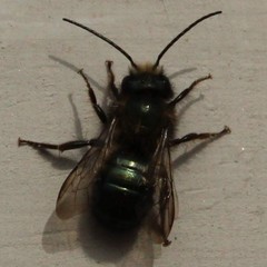 Osmia lignaria lignaria
