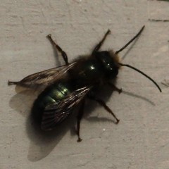 Osmia lignaria lignaria