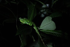 Calotes nemoricola