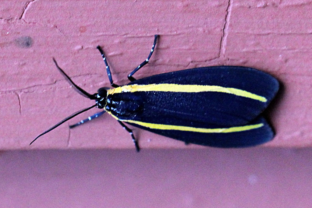 Josiomorpha penetrata