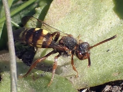 Nomada zonata