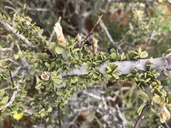 Boscia foetida