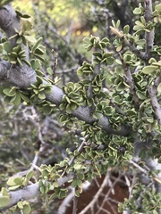 Boscia foetida
